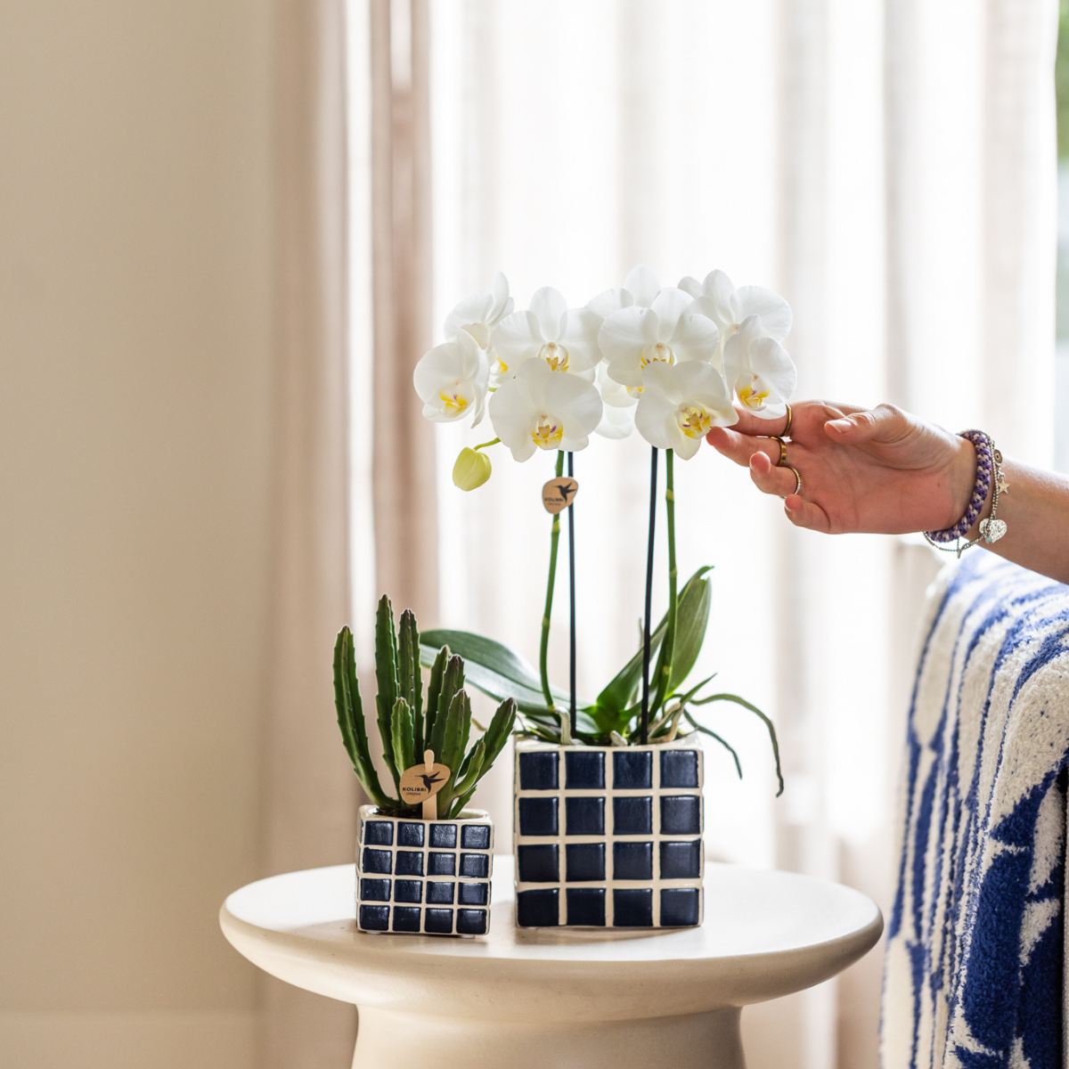 Kolibri Orchids | weiße Phalaenopsis-Orchidee - Amabilis - Topfgröße Ø9cm | blühende Zimmerpflanze - frisch vom Züchter