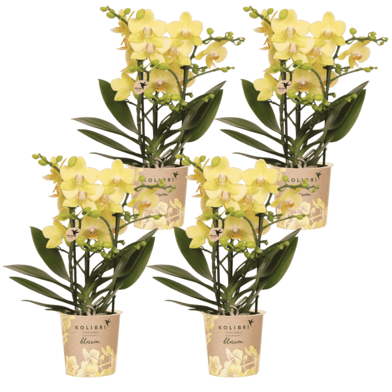 Kolibri Orchids | Kombi-Angebot - 4 Gelbe Phalaenopsis Orchideen Blossom Albenga - Ø9 cm