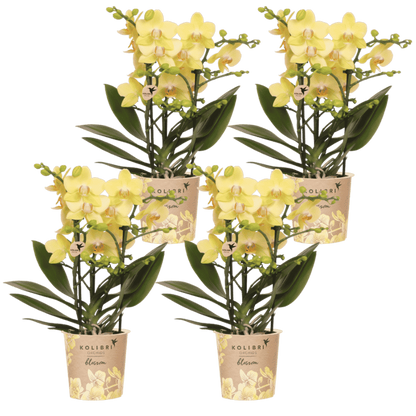 Kolibri Orchids | Kombi-Angebot - 4 Gelbe Phalaenopsis Orchideen Blossom Albenga - Ø9 cm