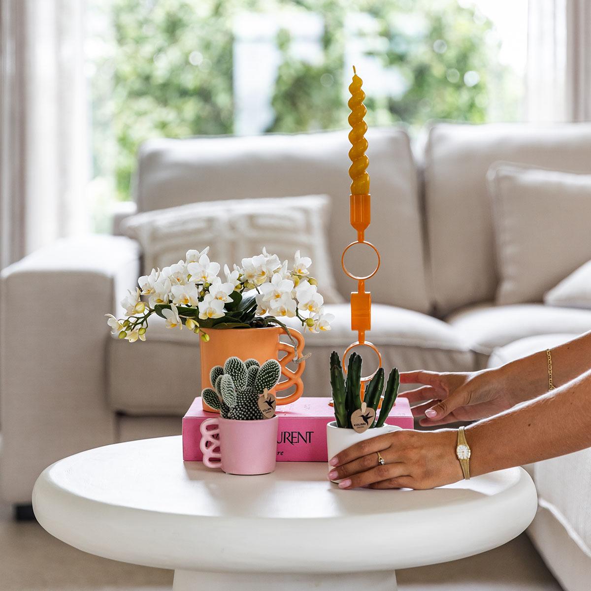 Leonor (Phalaenopsis Nazaré)