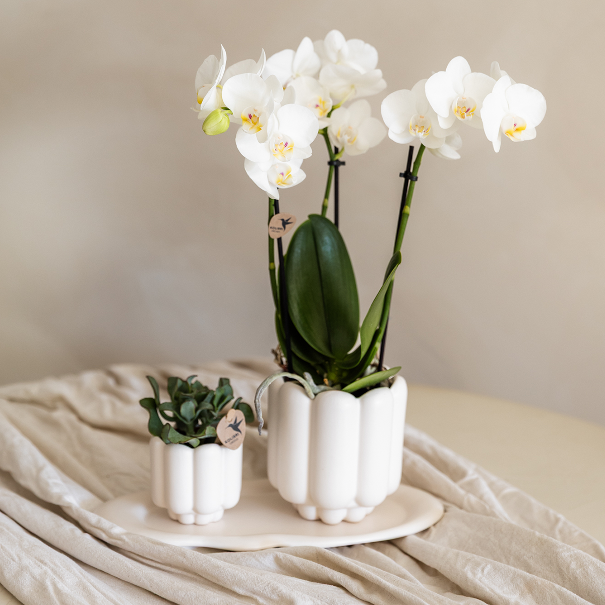 Set Retro White