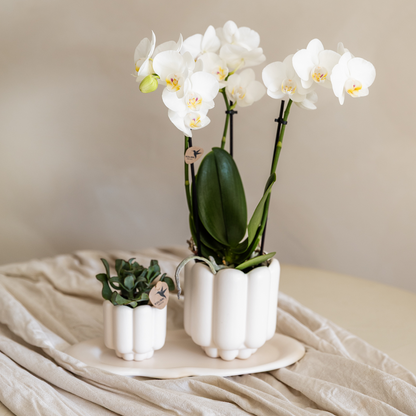 Set Retro White