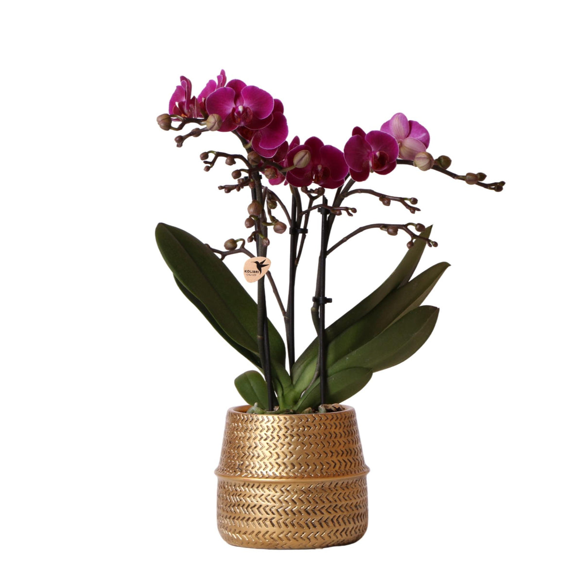 Valeria Groove mit Ziertopf gold