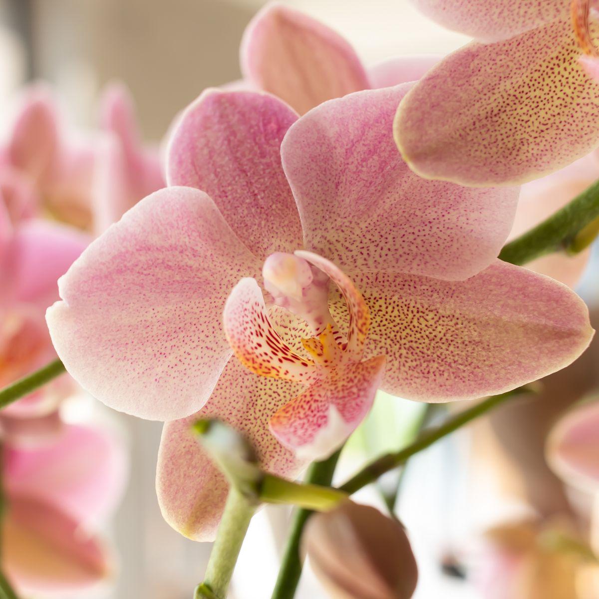 Kolibri Orchids | Altrosa Phalaenopsis Orchidee - Jewel Treviso - Topfgröße Ø12cm | blühende Zimmerpflanze - frisch vom Züchter