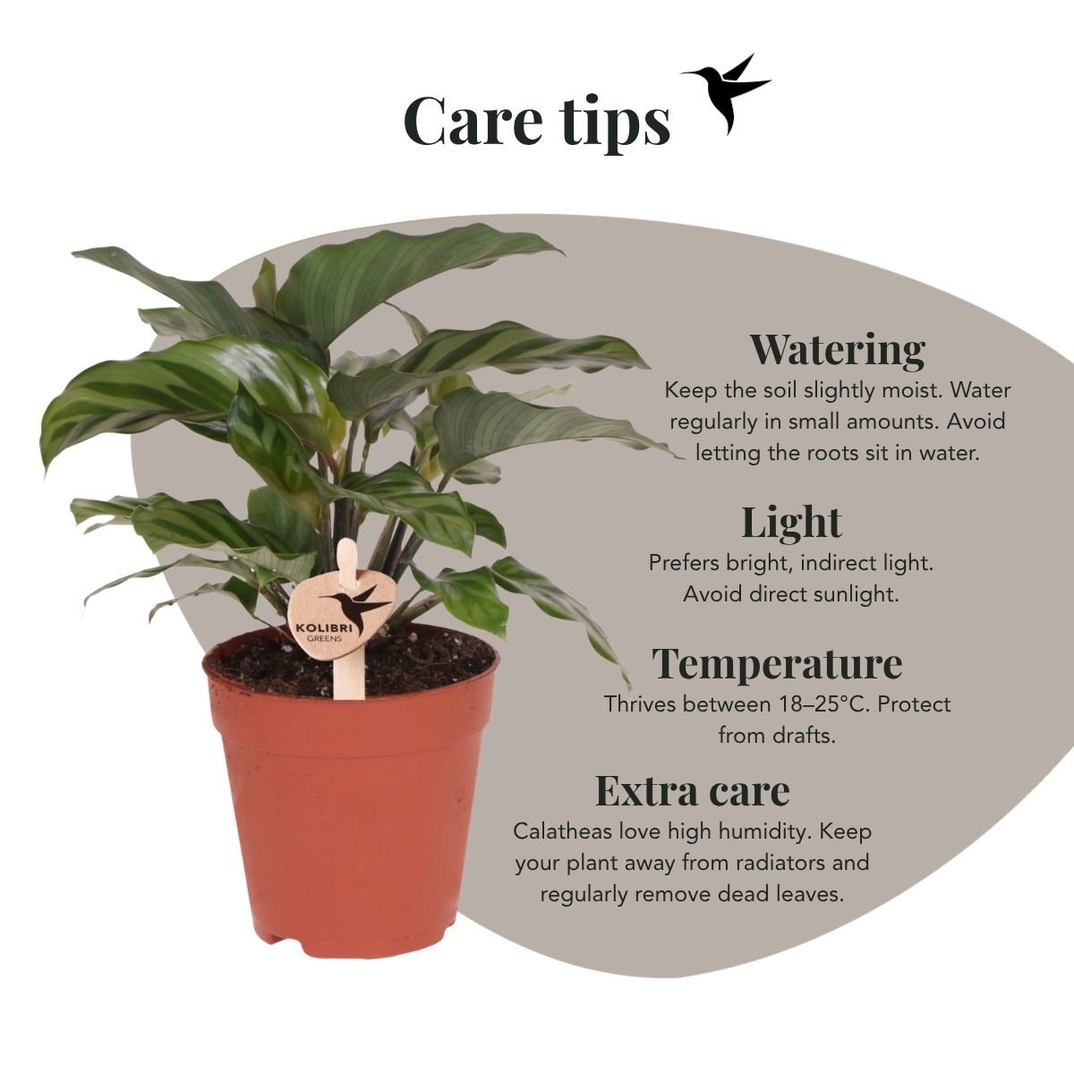 Kolibri Greens | Grünpflanze - Calathea Freddie - Grüne Zimmerpflanze - Frisch vom Züchter - Ø9cm