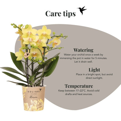 Kolibri Orchids | Kombi-Angebot - 2 Gelbe Phalaenopsis Orchideen Blossom Albenga - Ø9 cm
