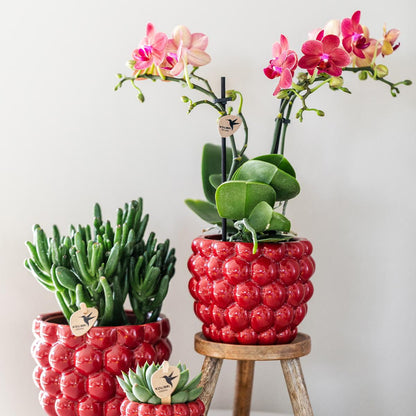 Kolibri Orchids | rote Phalaenopsis-Orchidee - Kongo + Beeren-Ziertopf - Topfgröße Ø9cm | blühende Zimmerpflanze im Blumentopf - frisch vom Züchter