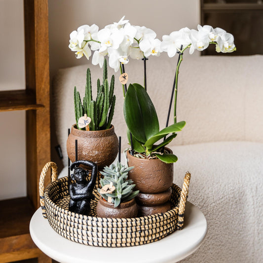 Kolibri Home | Pflanzenständer - Schwarzer Metall-Pflanzenständer Ø12cm