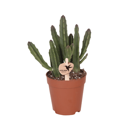 Kolibri Greens | Grünpflanze - Stapelia Leendertziae - grüne Zimmerpflanze - frisch vom Züchter - Ø9cm