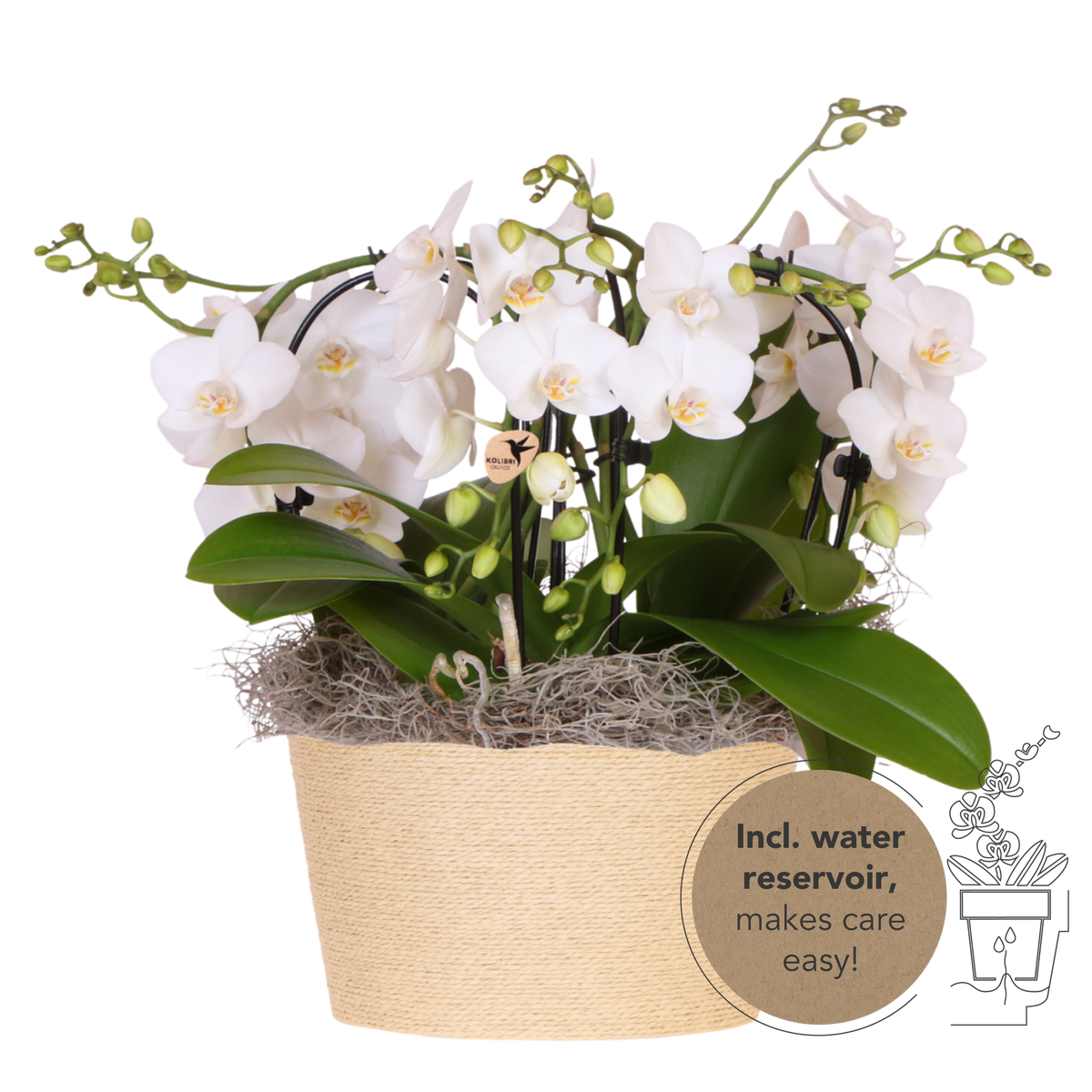 Kolibri Orchids | Weißes Jungle Bouquet Niagara Fall im Reed Basket
