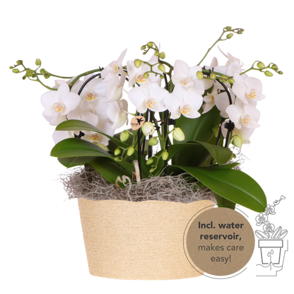 Kolibri Orchids | Weißes Jungle Bouquet Niagara Fall im Reed Basket