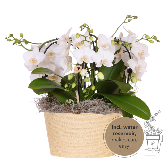 Kolibri Orchids | Weißes Jungle Bouquet Niagara Fall im Reed Basket