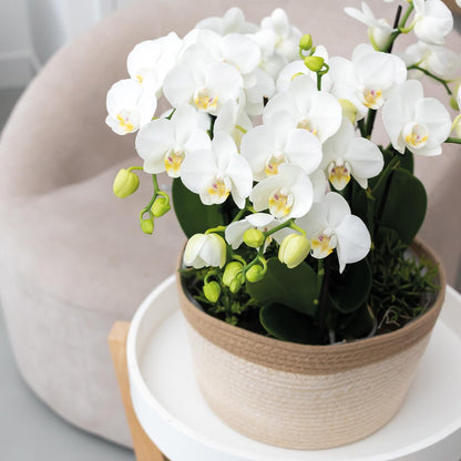 Kolibri Orchideen | weißes Orchideen-Set im Schilfkorb inkl. Wassertank | drei weiße Orchideen Gent 12cm | Mono Bouquet weiß mit autarkem Wassertank.