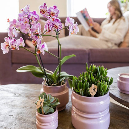 Kolibri Orchids | Kombi-Angebot - 4 Rosa-Violette Phalaenopsis Orchideen Diamond Bora Bora - Ø9 cm