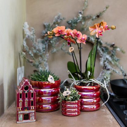 Kolibri Orchids | Pflanzenset Glow Rot - Rote Phalaenopsis Orchidee Blossom Congo & 2 Sukkulenten