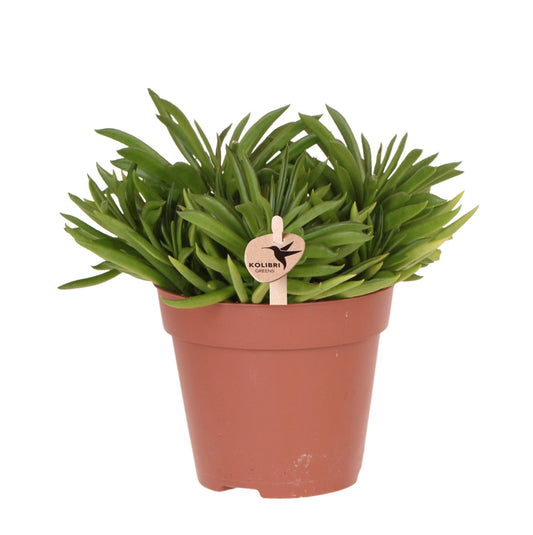 Kolibri Greens | Grüne Zimmerpflanze – Sukkulente Happy Beam – Topfgröße Ø12cm – frisch vom Züchter