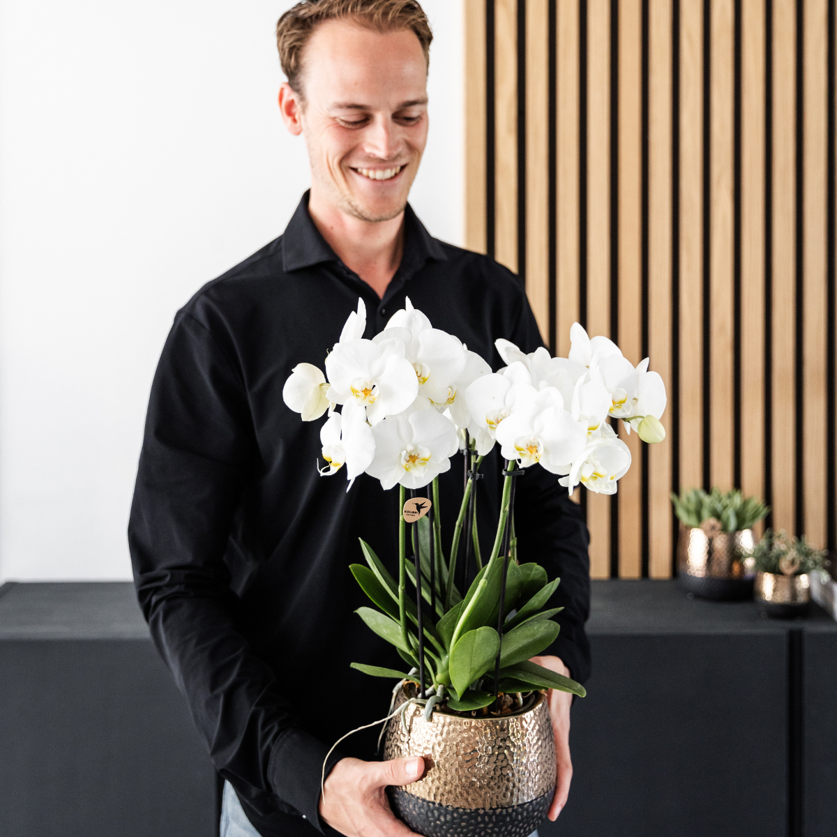 Kolibri Orchids I COMBI DEAL von 2 weißen Phalaenopsis-Orchideen - Topfgröße Ø12cm | blühende Zimmerpflanze - frisch vom Züchter