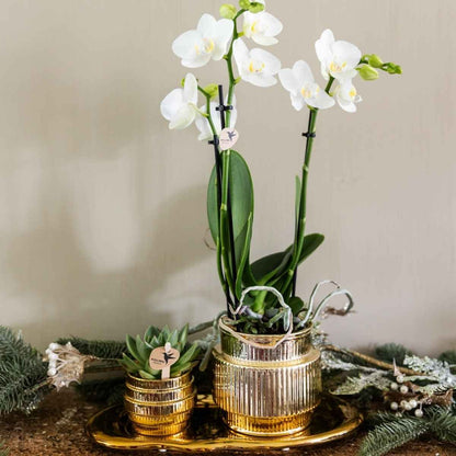 Kolibri Home | Allure Empire Shiny Übertopf - Gold - Ø6cm