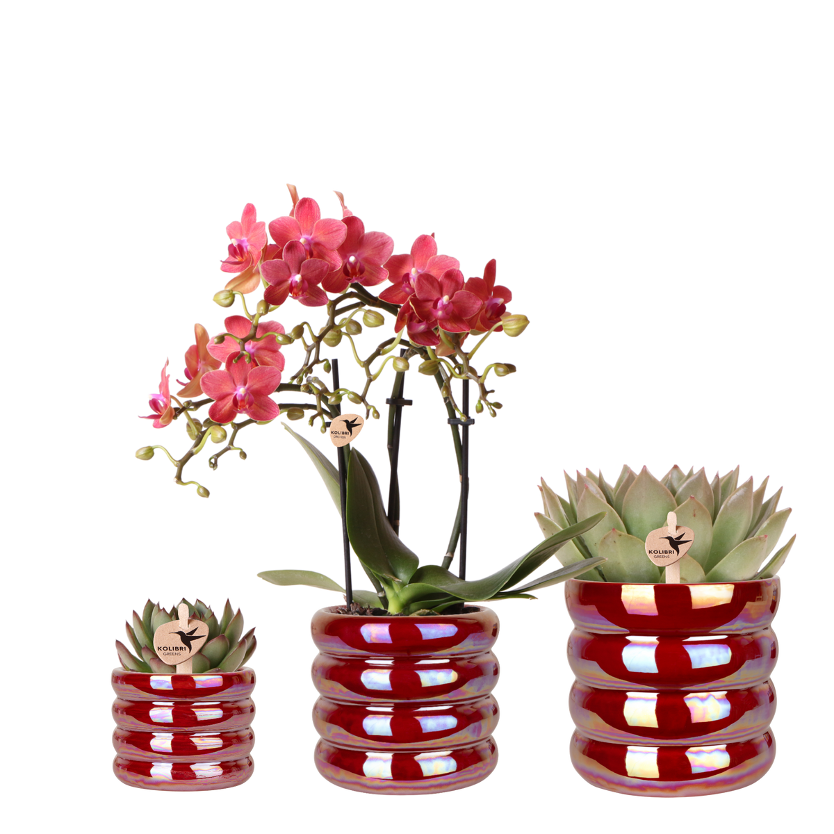 Kolibri Orchids | Pflanzenset Glow Rot - Rote Phalaenopsis Orchidee Blossom Congo & 2 Sukkulenten