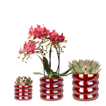 Kolibri Orchids | Pflanzenset Glow Rot - Rote Phalaenopsis Orchidee Blossom Congo & 2 Sukkulenten