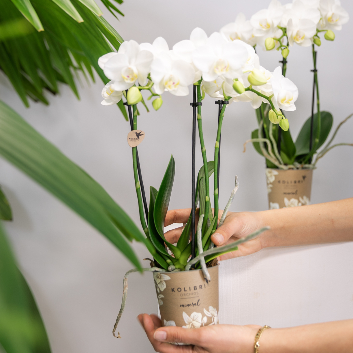 2 Blanca im Ø9cm Topf