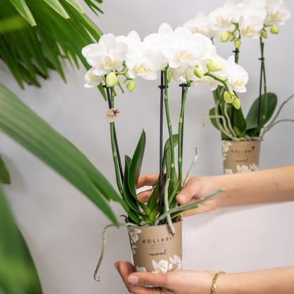 2 Blanca im Ø9cm Topf