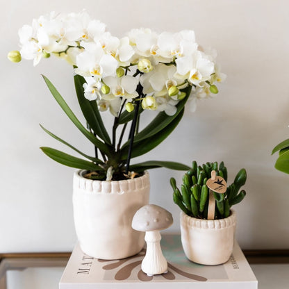 Kolibri Orchids | Kombi-Angebot - 2 Weiße Phalaenopsis Orchideen Blossom Zurich - Ø9 cm
