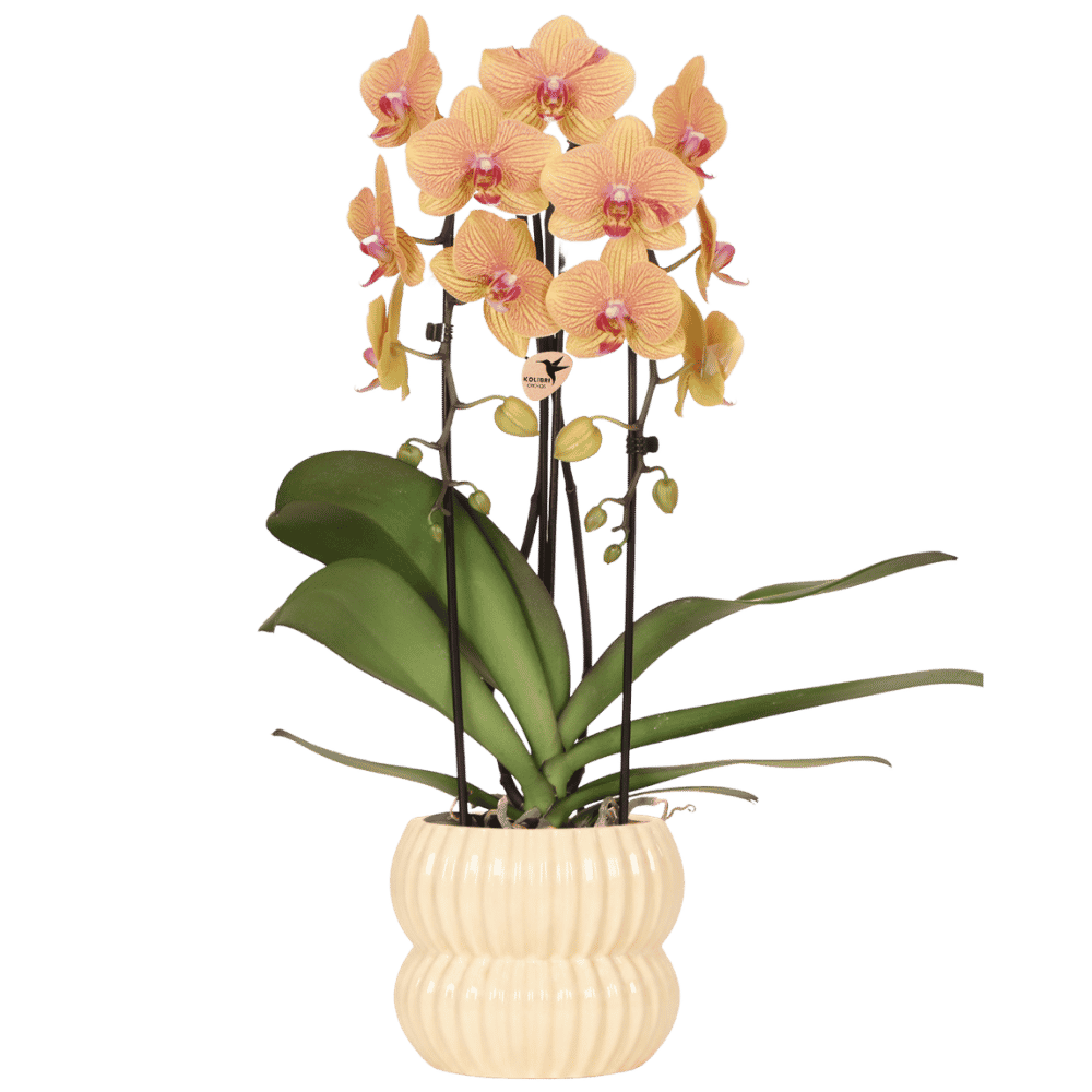 Kolibri Orchids | Orange Sunny Bunny Niagara Falls Orchidee + Horizon Übertopf gelb – Topfgröße Ø12cm | blühende Zimmerpflanze – frisch vom Züchter