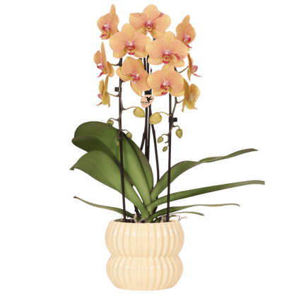 Kolibri Orchids | Orange Sunny Bunny Niagara Falls Orchidee + Horizon Übertopf gelb – Topfgröße Ø12cm | blühende Zimmerpflanze – frisch vom Züchter