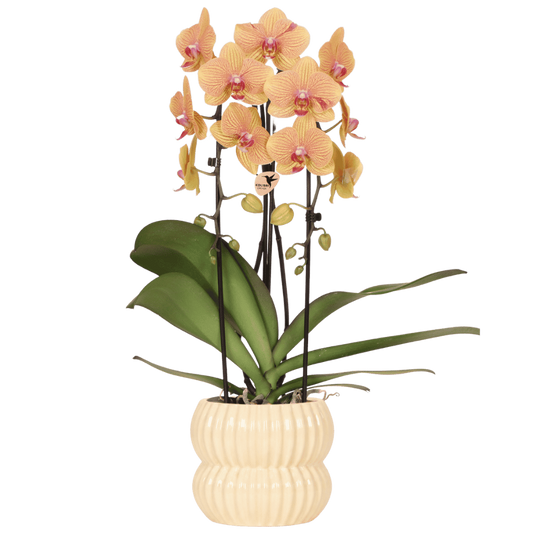 Kolibri Orchids | Orange Sunny Bunny Niagara Falls Orchidee + Horizon Übertopf gelb – Topfgröße Ø12cm | blühende Zimmerpflanze – frisch vom Züchter