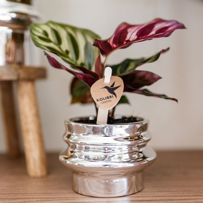 Kolibri Greens | Grüne Pflanze - Calathea Makoyana - Grüne Zimmerpflanze - Frisch vom Züchter  - Ø6cm