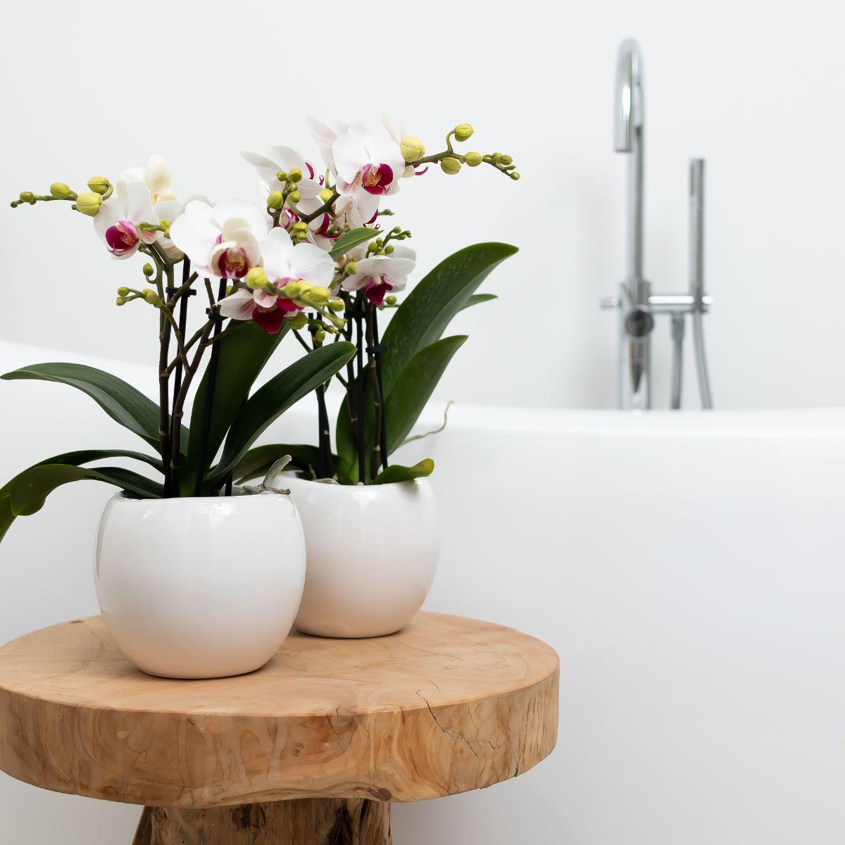 Kolibri Home | Bowl Übertopf