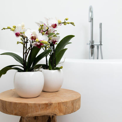 Kolibri Home | Bowl Übertopf