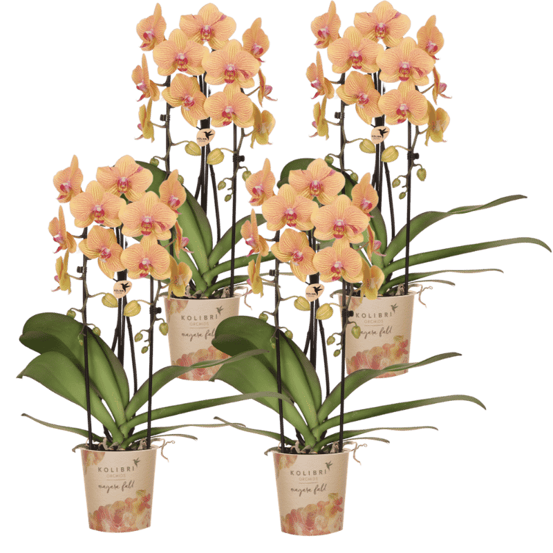 Kolibri Orchids | Kombi-Angebot - 4 Orange-Rosa Phalaenopsis Orchideen Niagara Fall Sunny Bunny - Ø12 cm