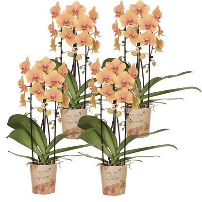 Kolibri Orchids | Kombi-Angebot - 4 Orange-Rosa Phalaenopsis Orchideen Niagara Fall Sunny Bunny - Ø12 cm