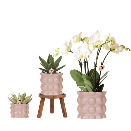 Set Cotton Sand | Grüne Pflanzen mit Weißer Phalaenopsis-Orchidee Ghent in Keramischen Ziertöpfen