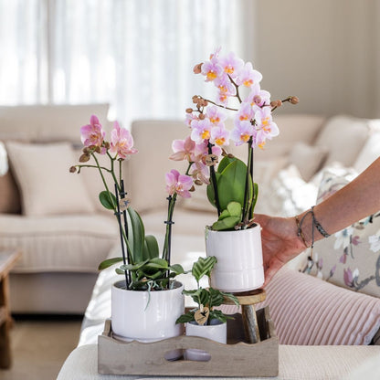 Kolibri Home | Pastel Übertopf - Weiß