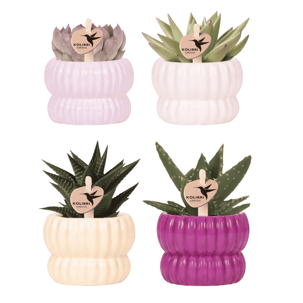 Kolibri Company | Pflanzenset Horizon Mix | Lila, Weiß, Gelb & Rosa mit grünen Pflanzen Ø6cm