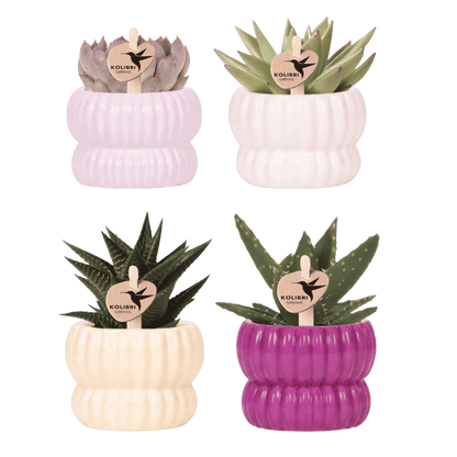 Kolibri Company | Pflanzenset Horizon Mix | Lila, Weiß, Gelb & Rosa mit grünen Pflanzen Ø6cm