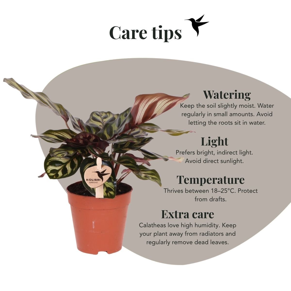 Kolibri Greens | Grüne Pflanze - Calathea Makoyana - Grüne Zimmerpflanze - Frisch vom Züchter  - Ø9cm