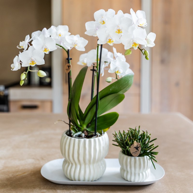 Kolibri Orchids | Geschenkset Horizon Weiß - Weiße Phalaenopsis Orchidee Blossom Zurich & Sukkulente