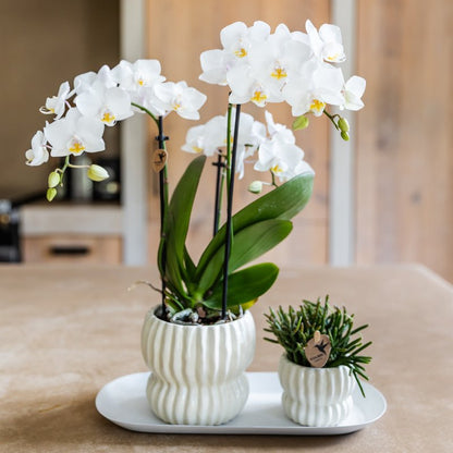 Kolibri Orchids | Geschenkset Horizon Weiß - Weiße Phalaenopsis Orchidee Blossom Zurich & Sukkulente