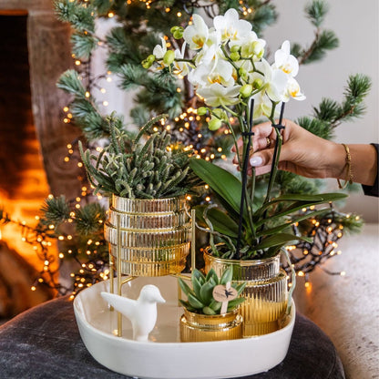 Kolibri Orchids | Geschenkset Allure Shiny Gold - Weiße Phalaenopsis Orchidee Mineral Amabilis & Sukkulenten