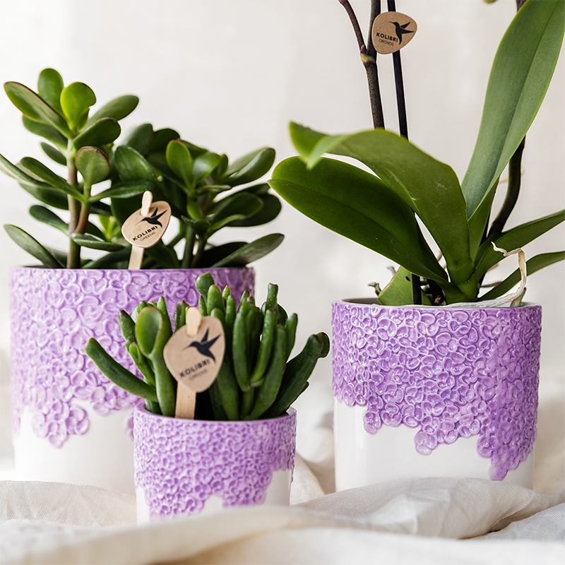 Set Bloom Purple
