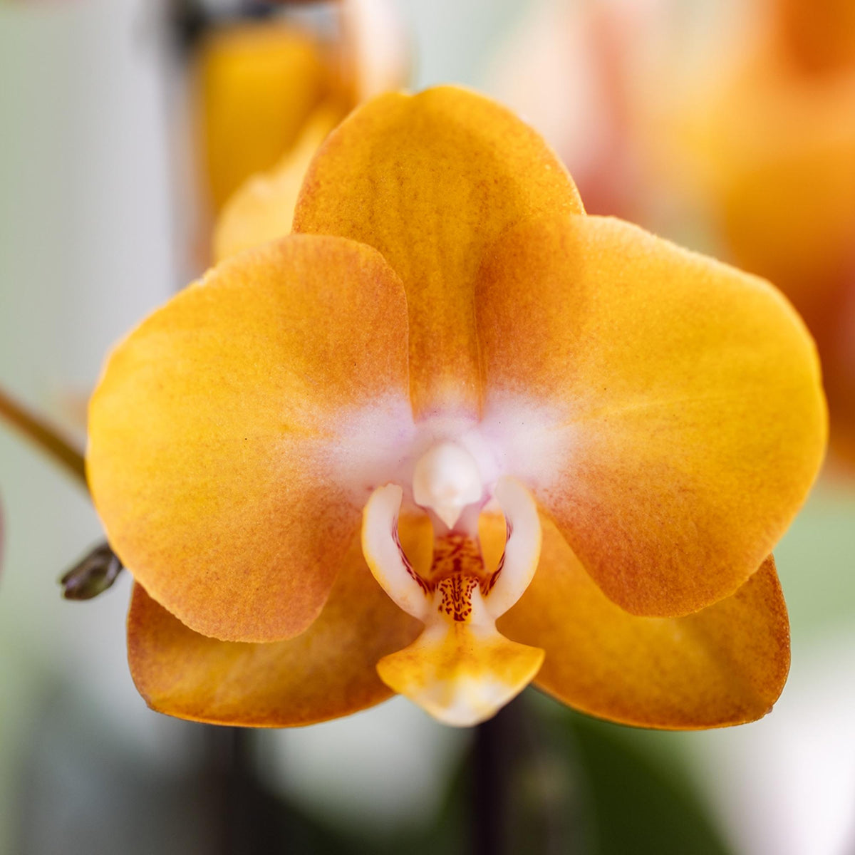 Kolibri Orchideen | Orange-goldene Phalaenopsis-Orchidee - Jewel Las Vegas - Topfgröße Ø12cm | blühende Topfpflanze - frisch vom Züchter