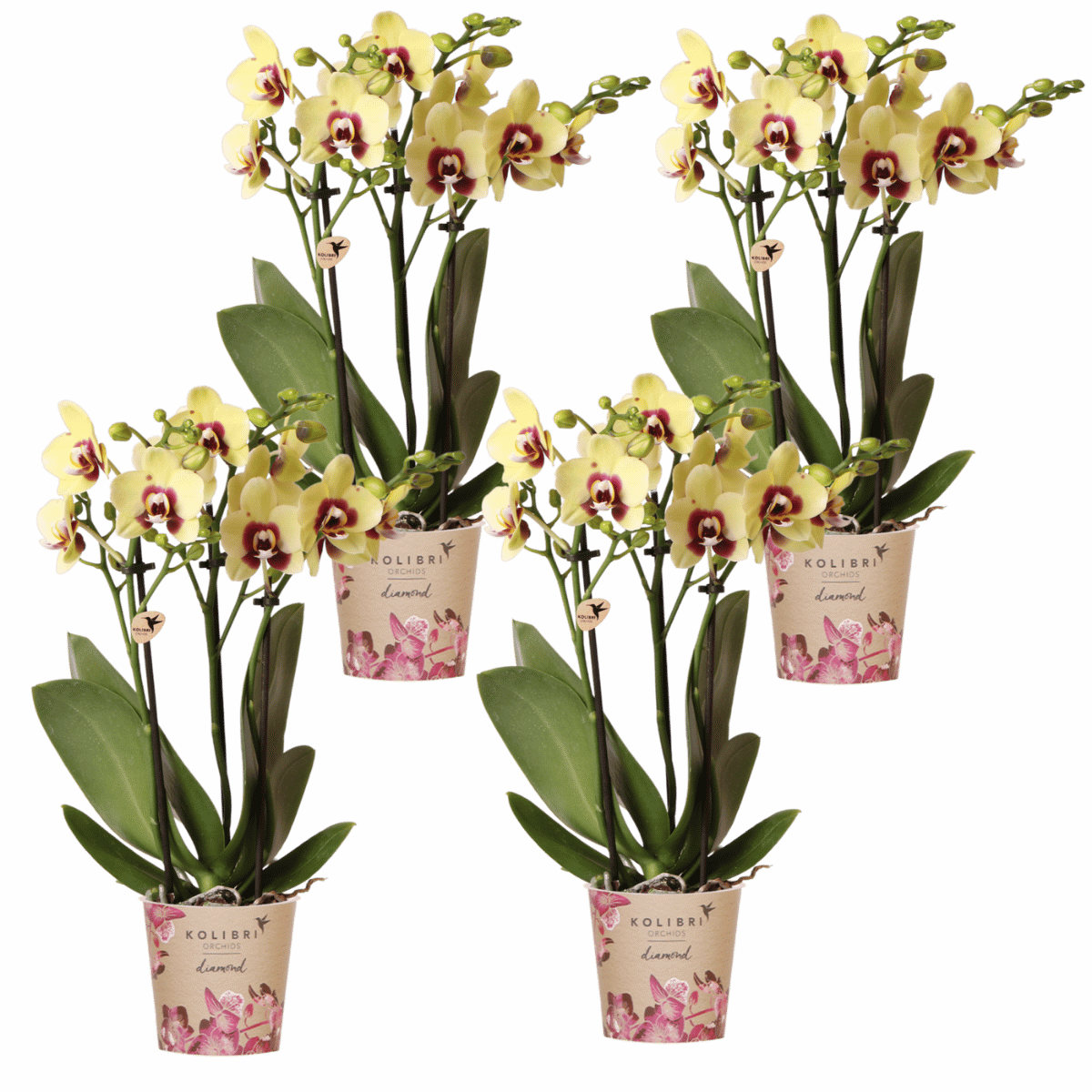 Kolibri Orchids | Kombi-Angebot - 4 Gelb-Rote Phalaenopsis Orchideen Diamond Uruguay - Ø9 cm