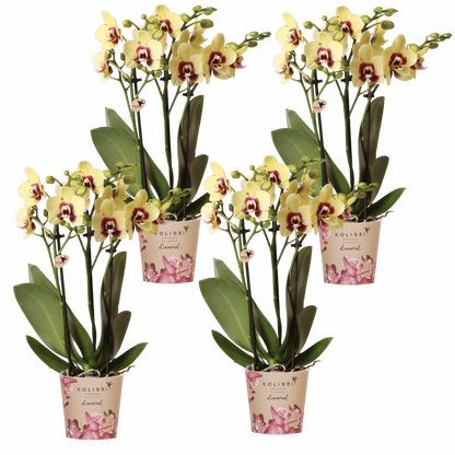 Kolibri Orchids | Kombi-Angebot - 4 Gelb-Rote Phalaenopsis Orchideen Diamond Uruguay - Ø9 cm