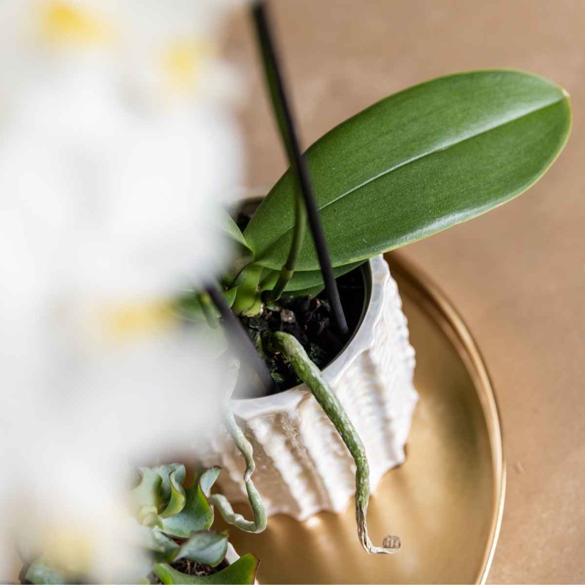 Kolibri Home | Oyster Übertopf - Ø9cm