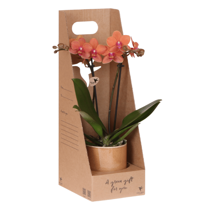 Kolibri Orchids | Orange Bolzano Orchidee Geschenkset - inkl. Giftbox, Orchidee & Übertopf - Ø9cm