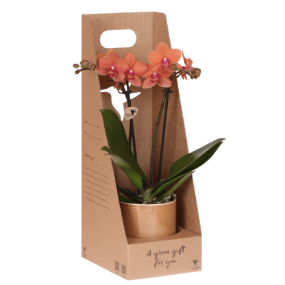 Kolibri Orchids | Orange Bolzano Orchidee Geschenkset - inkl. Giftbox, Orchidee & Übertopf - Ø9cm